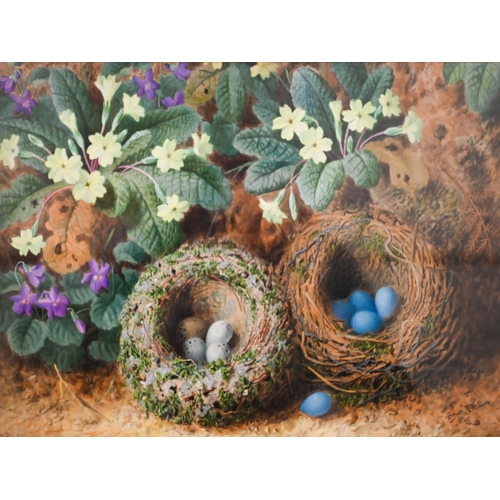 316 - J Clapham - A watercolour study of two bird nests with eggs nestled amongst primroses, signed, 25 x ... 