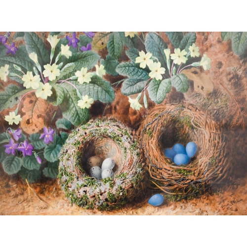 316 - J Clapham - A watercolour study of two bird nests with eggs nestled amongst primroses, signed, 25 x ... 