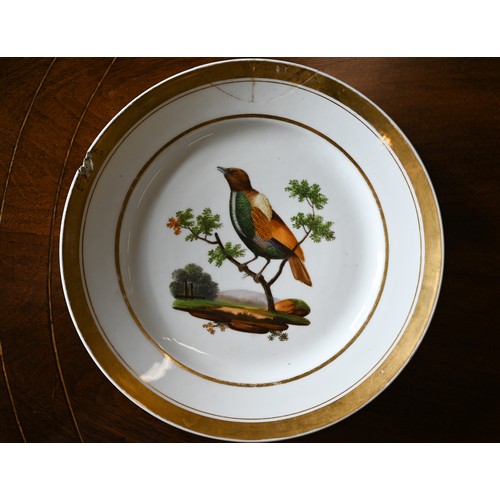 53 - A pair of 19th century Paris porcelain painted Ornithological plates with gilded rims, Dante-Palais ... 