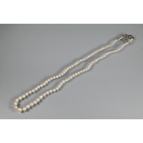 358 - A graduated row of cultured pearls double knotted throughout onto white metal snap in the form of a ... 