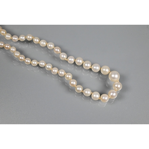 358 - A graduated row of cultured pearls double knotted throughout onto white metal snap in the form of a ... 