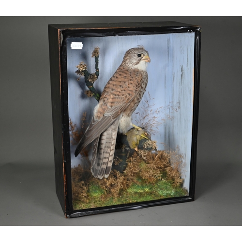 Taxidermy - An antique kestrel with a greenfinch, in naturalistic setting, in ebonised glazed case, 42 x 32 cm