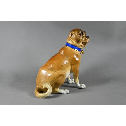 633 - A 19th century Vienna porcelain seated pug, 21 cm high