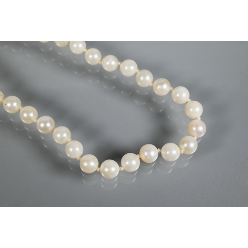 256 - A single row of uniform cultured pearls double knotted throughout on to white metal clasp, 26 cm lon... 