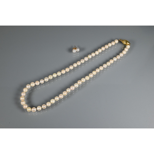 265 - A single row of round uniform cultured pearls knotted throughout onto oval yellow metal bead snap, s... 