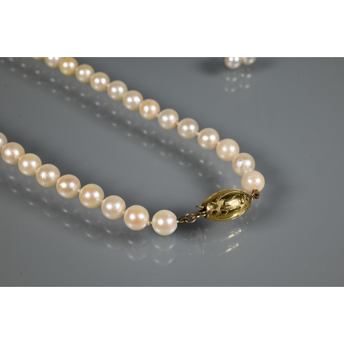 265 - A single row of round uniform cultured pearls knotted throughout onto oval yellow metal bead snap, s... 