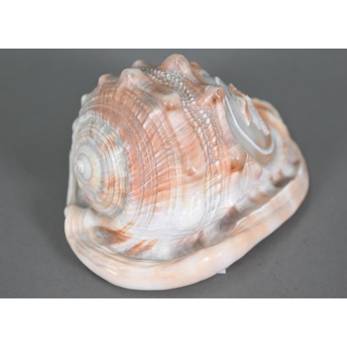 1092 - An Italian conch shell, finely carved with a female classical profile bust, 13 cm high