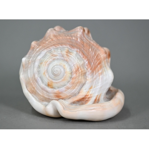 1092 - An Italian conch shell, finely carved with a female classical profile bust, 13 cm high