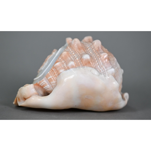 1092 - An Italian conch shell, finely carved with a female classical profile bust, 13 cm high