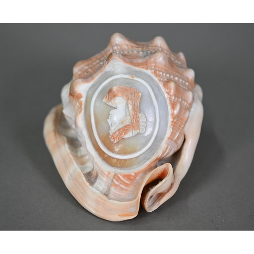 1092 - An Italian conch shell, finely carved with a female classical profile bust, 13 cm high