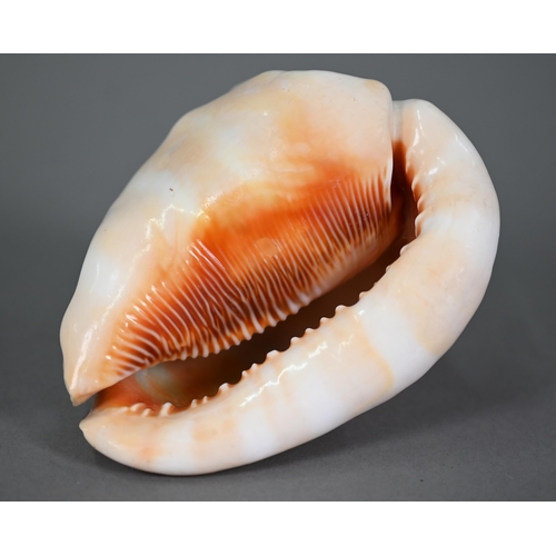 1092 - An Italian conch shell, finely carved with a female classical profile bust, 13 cm high