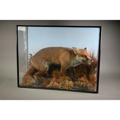 1145 - Taxidermy - a crouching, snarling fox, in natural setting and glazed case, 63 x 80 cm