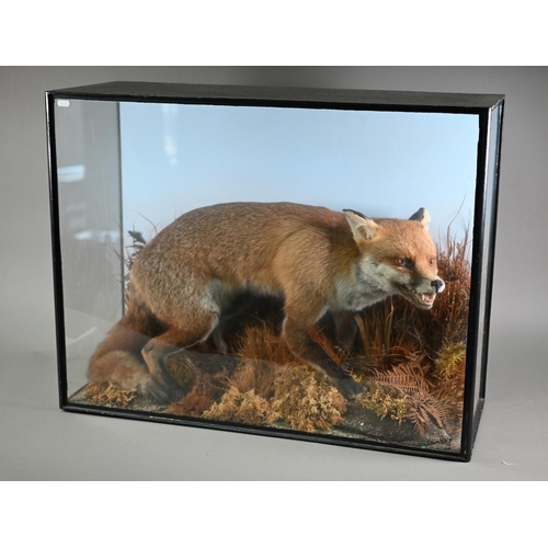 1145 - Taxidermy - a crouching, snarling fox, in natural setting and glazed case, 63 x 80 cm