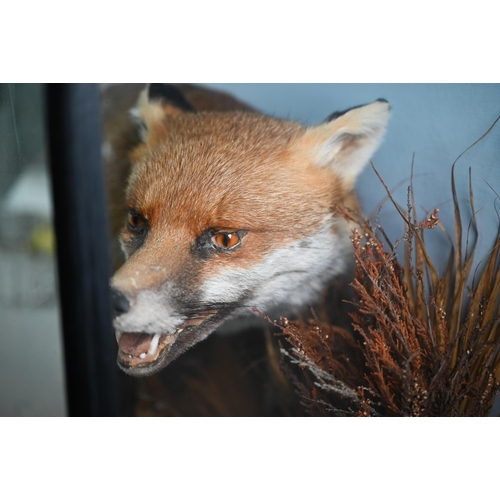 1145 - Taxidermy - a crouching, snarling fox, in natural setting and glazed case, 63 x 80 cm