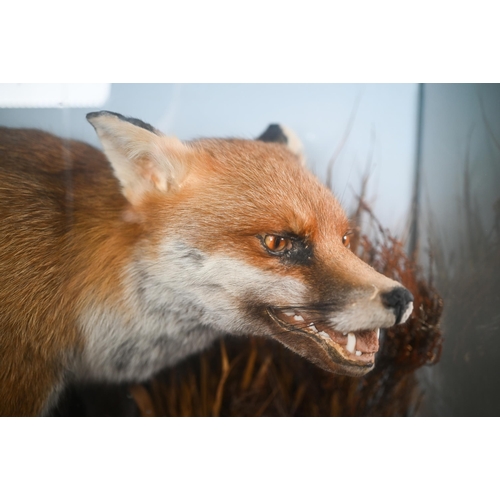 1145 - Taxidermy - a crouching, snarling fox, in natural setting and glazed case, 63 x 80 cm