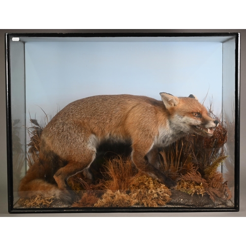 1145 - Taxidermy - a crouching, snarling fox, in natural setting and glazed case, 63 x 80 cm