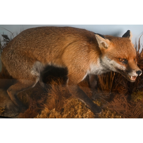 1145 - Taxidermy - a crouching, snarling fox, in natural setting and glazed case, 63 x 80 cm