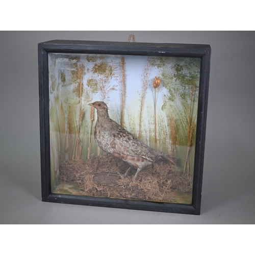 1146 - Taxidermy - a partridge, in glazed-front case with grassy setting, 38 cm square