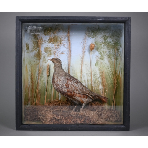 1146 - Taxidermy - a partridge, in glazed-front case with grassy setting, 38 cm square