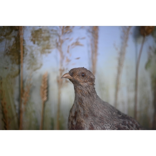 1146 - Taxidermy - a partridge, in glazed-front case with grassy setting, 38 cm square