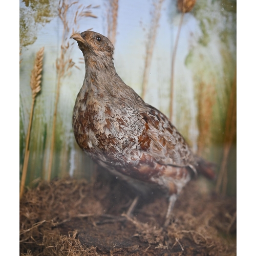 1146 - Taxidermy - a partridge, in glazed-front case with grassy setting, 38 cm square