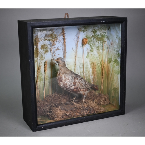 1146 - Taxidermy - a partridge, in glazed-front case with grassy setting, 38 cm square