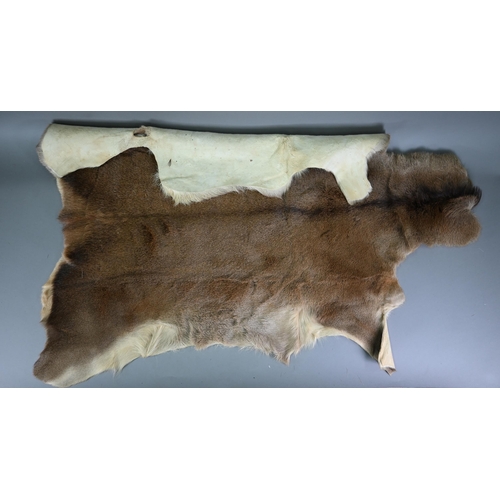 1144 - A deer-hide rug, 145 x 106 cm to/w a fox-fur rug with head and tail (2)