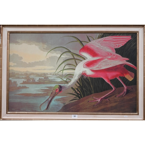 289 - Audubon's Roseate Spoonbill, print on board, 55 x 90 cm