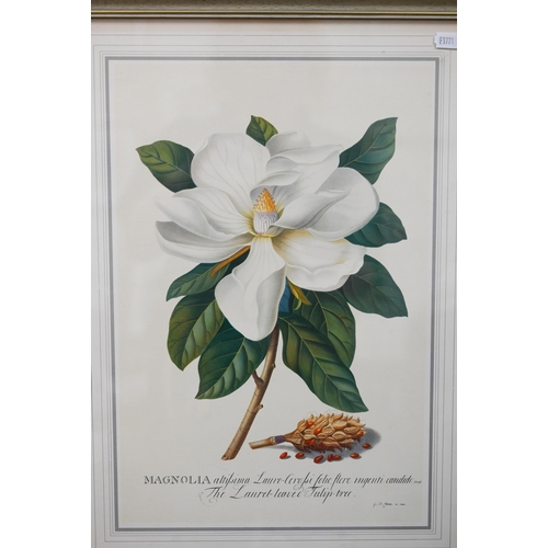 308 - Six botanical flower study prints, 42 x 30 cm (6)