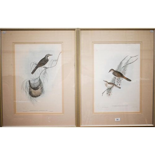 260 - Two Gould lithographic plates - Plectoryncha Lanceolata and Cincloramphus Rufescens, 51 x 35 cm (2)