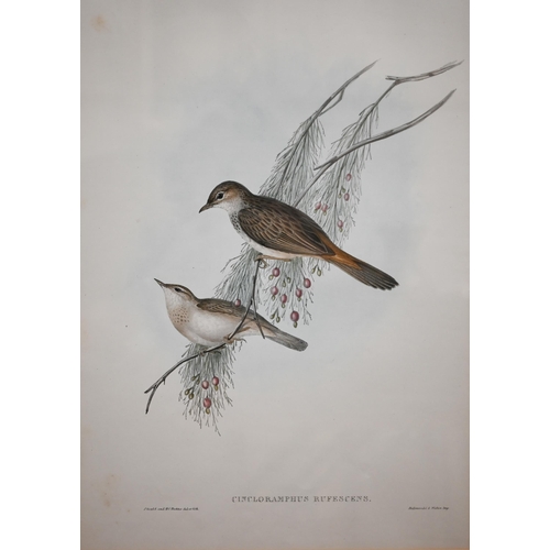 260 - Two Gould lithographic plates - Plectoryncha Lanceolata and Cincloramphus Rufescens, 51 x 35 cm (2)