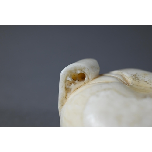 446 - A 19th century Japanese marine ivory okimono/netsuke naturalistically carved as a satsuma, Meiji per... 