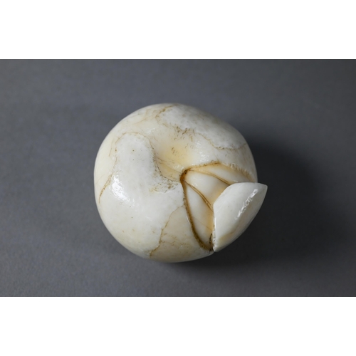 446 - A 19th century Japanese marine ivory okimono/netsuke naturalistically carved as a satsuma, Meiji per... 