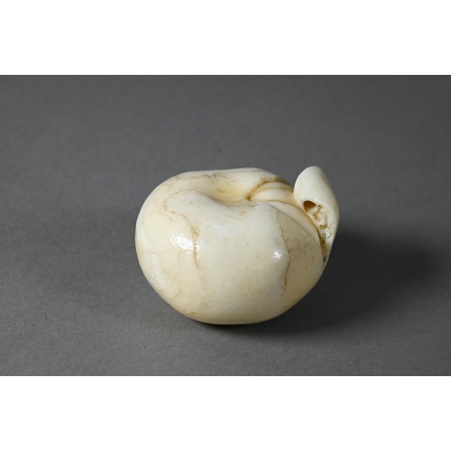 446 - A 19th century Japanese marine ivory okimono/netsuke naturalistically carved as a satsuma, Meiji per... 