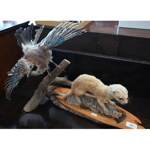 202 - A taxidermy Jay and an ermine (2)