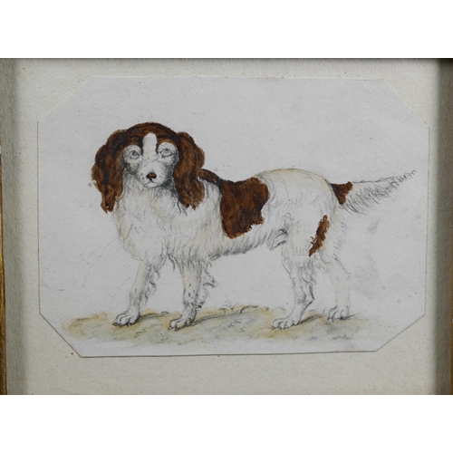 220 - Late 19th/early 20th century English School - 'Comfort', a Cavalier King Charles Spaniel, watercolou... 