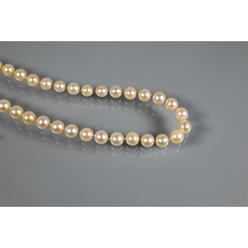 229 - A single row of uniform cultured pearls, knotted throughout onto pearl and marcasite clasp, yellow a... 