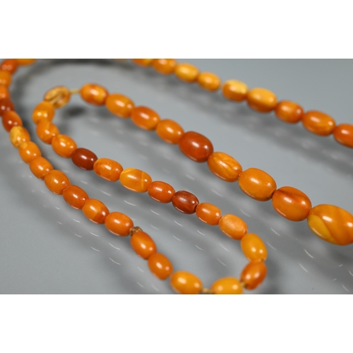 277 - Three rows of graduated amber beads including one cherry red, approx 183g (3)