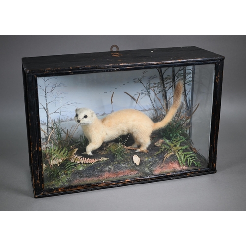 1229 - Taxidermy - a white stoat, in glazed case with naturalistic setting, dated 1938, 41 cm wide