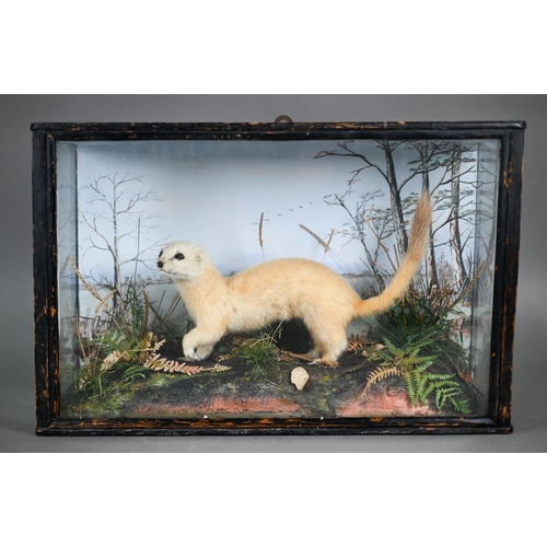 1229 - Taxidermy - a white stoat, in glazed case with naturalistic setting, dated 1938, 41 cm wide