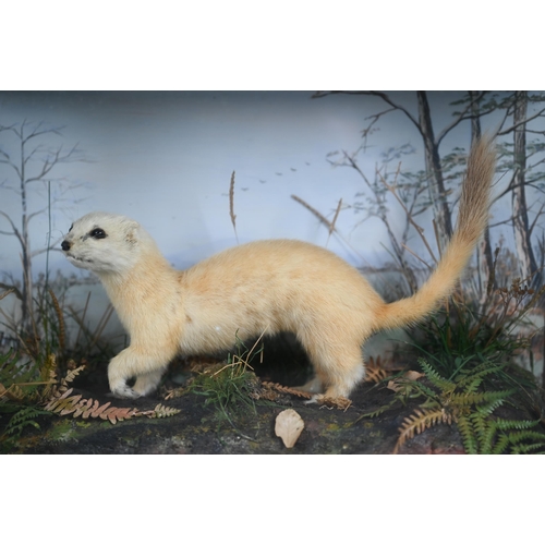 1229 - Taxidermy - a white stoat, in glazed case with naturalistic setting, dated 1938, 41 cm wide