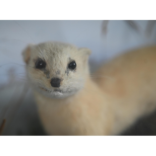 1229 - Taxidermy - a white stoat, in glazed case with naturalistic setting, dated 1938, 41 cm wide