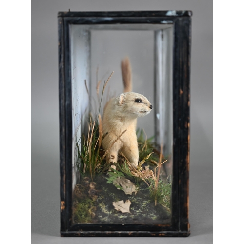 1229 - Taxidermy - a white stoat, in glazed case with naturalistic setting, dated 1938, 41 cm wide