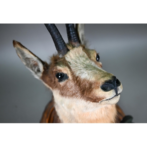 1230 - Taxidermy - a chamois head, on Black Forest carved wood shield