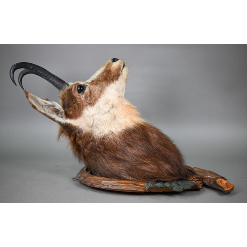 1230 - Taxidermy - a chamois head, on Black Forest carved wood shield