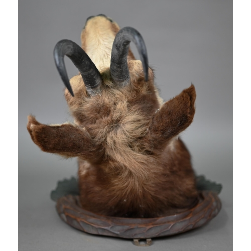 1230 - Taxidermy - a chamois head, on Black Forest carved wood shield