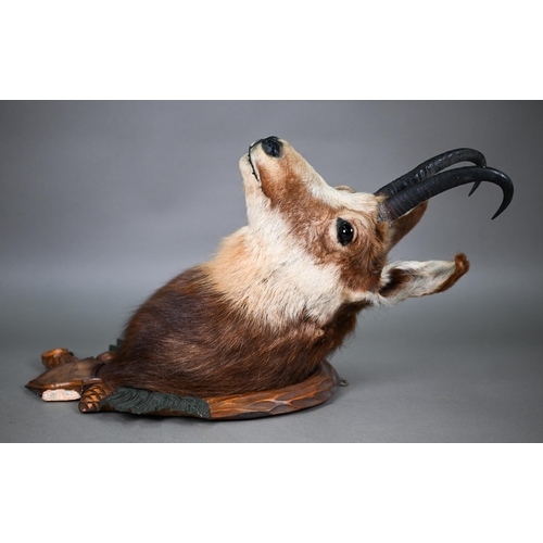 1230 - Taxidermy - a chamois head, on Black Forest carved wood shield