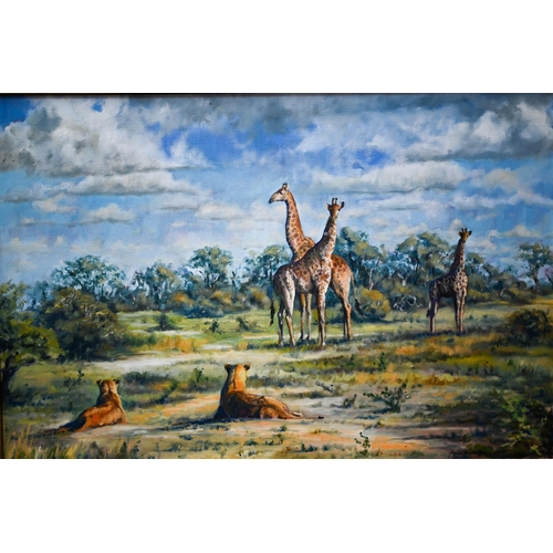 754 - Mark Hankinson - Giraffes and lionesses in a clearing, oil on canvas, signed, 60 x 90 cm