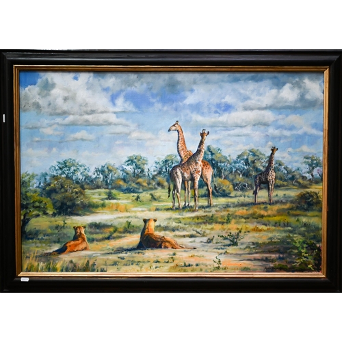 754 - Mark Hankinson - Giraffes and lionesses in a clearing, oil on canvas, signed, 60 x 90 cm