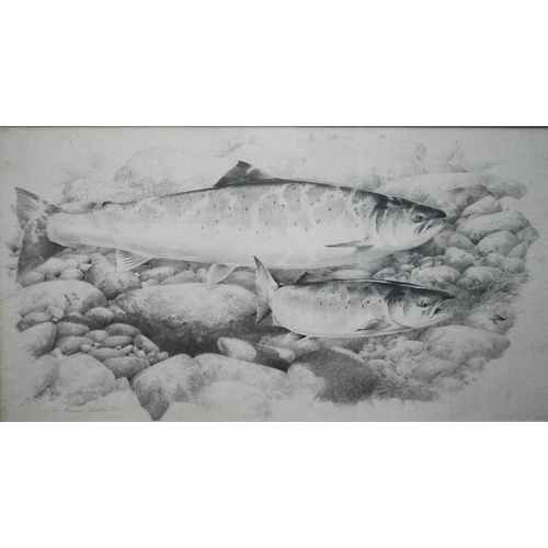 755 - Terence Lambert (b 1951) - Study of two salmon, watercolour, signed, 30 x 55 cm